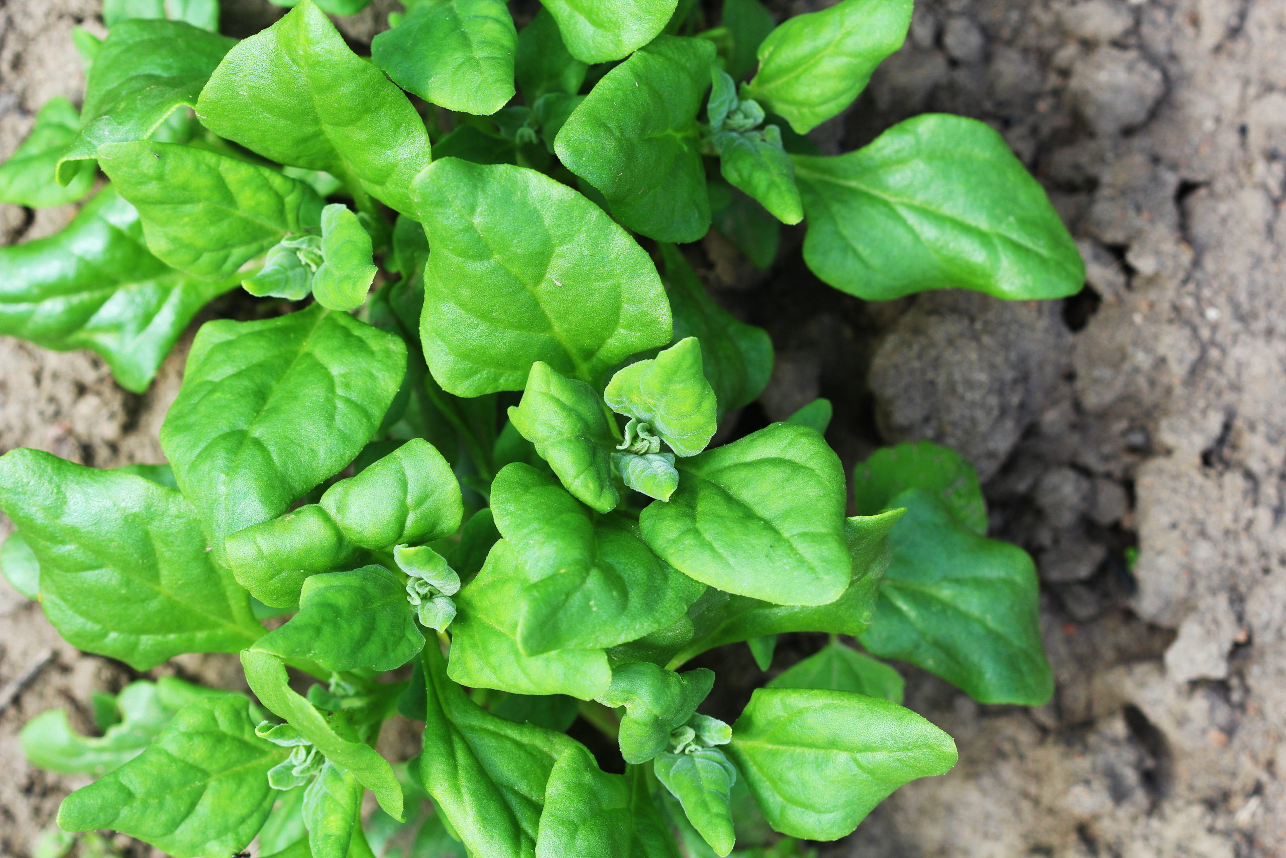 Beat Summer Heat: How to Grow & Harvest New Zealand Spinach