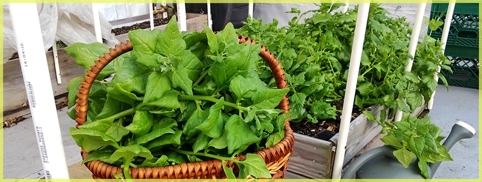 New Zealand Spinach: Captain Cook's Superfood & Why It's Not Spinach